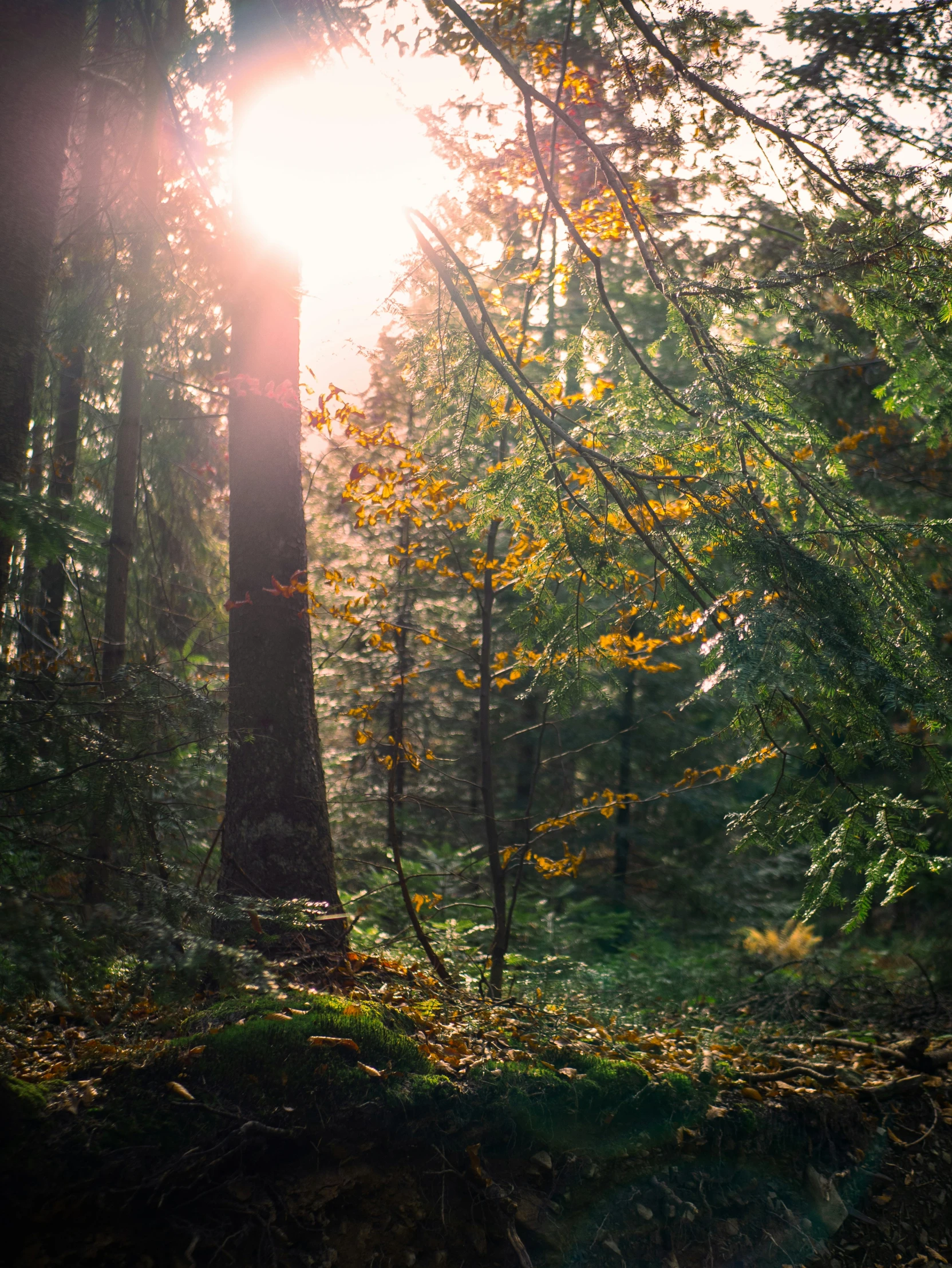 the sun shines through a forest with trees and flowers