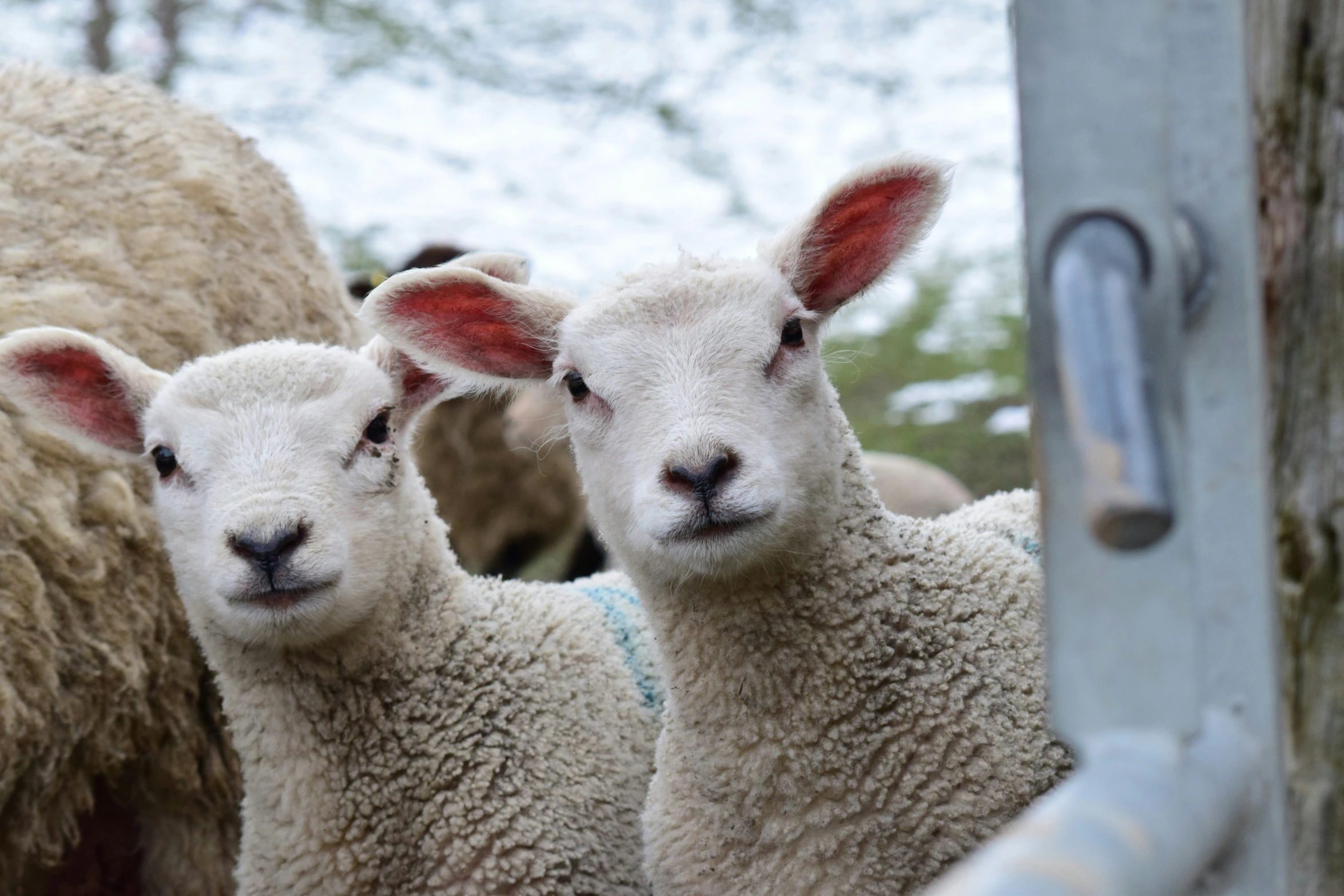 two sheep are looking at the camera while one looks on