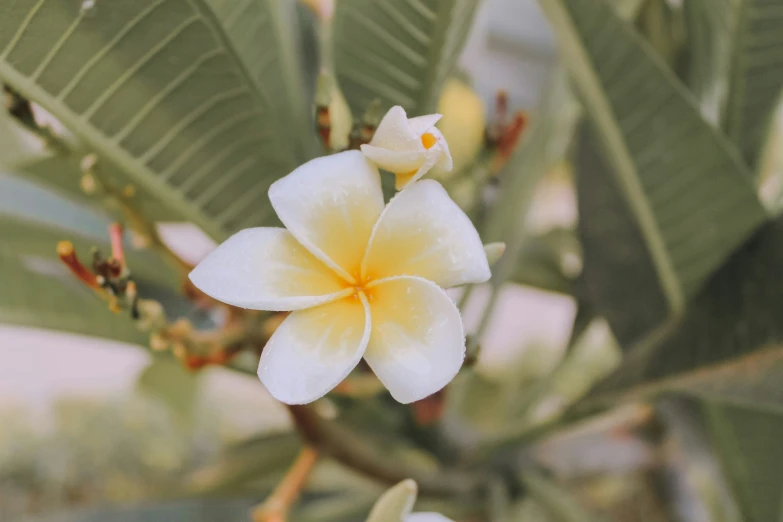 a close up view of some white and yellow flowers