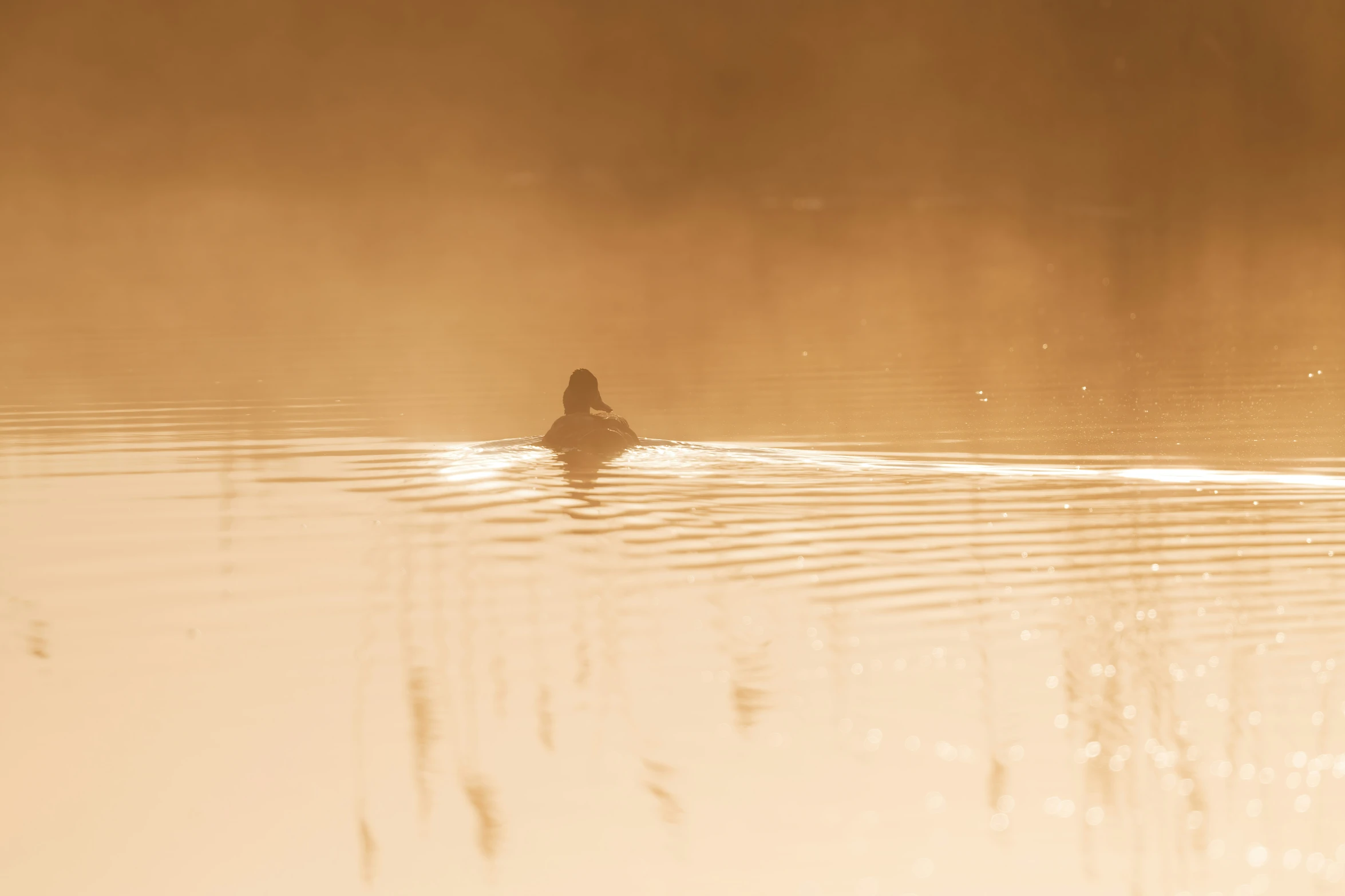 a woman is on the edge of a calm lake