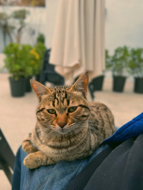 cat resting on top of person's jeans in outdoor area