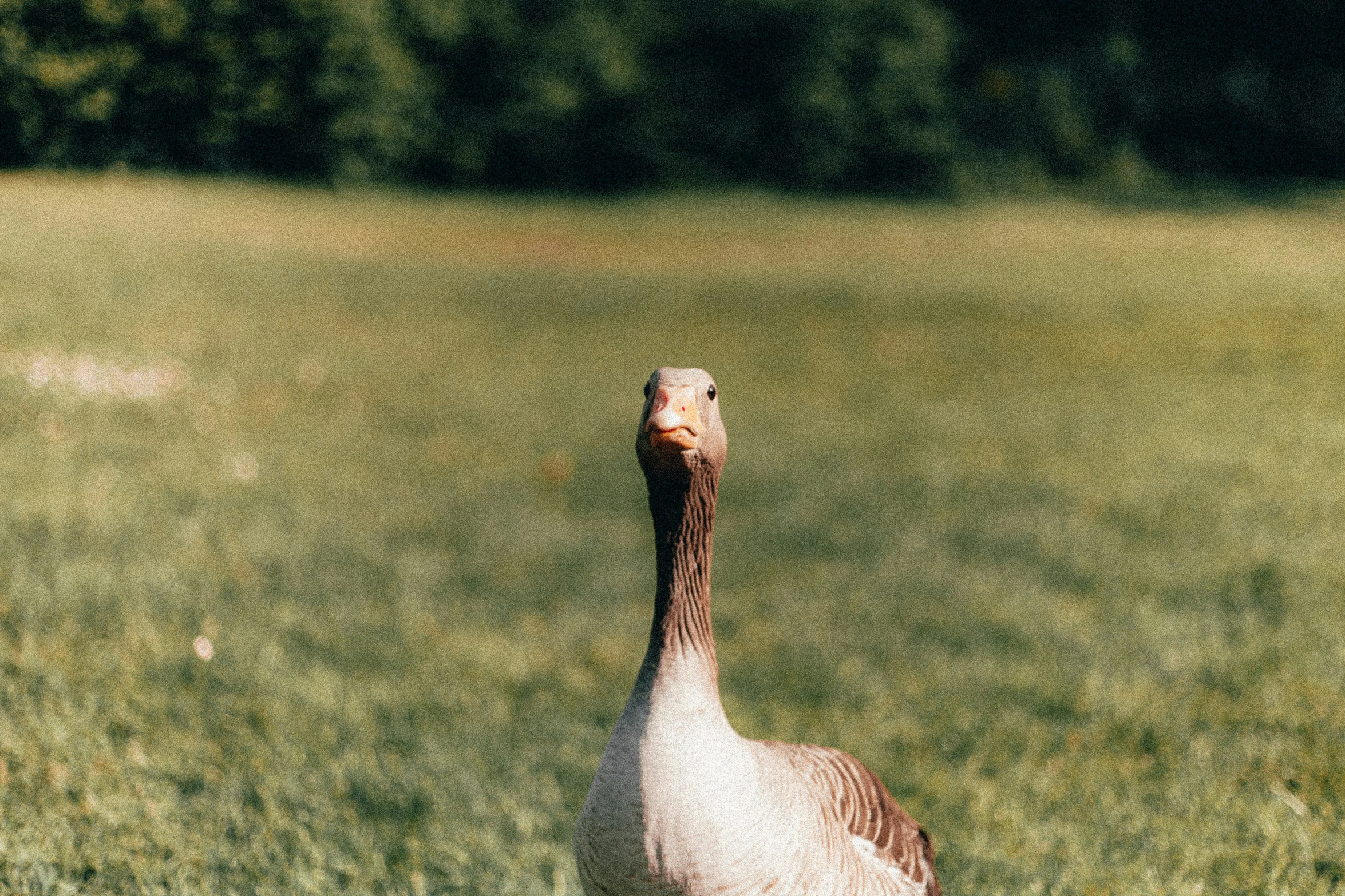 the bird is standing in the grass and looking up