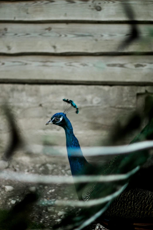 a peacock in front of an old building