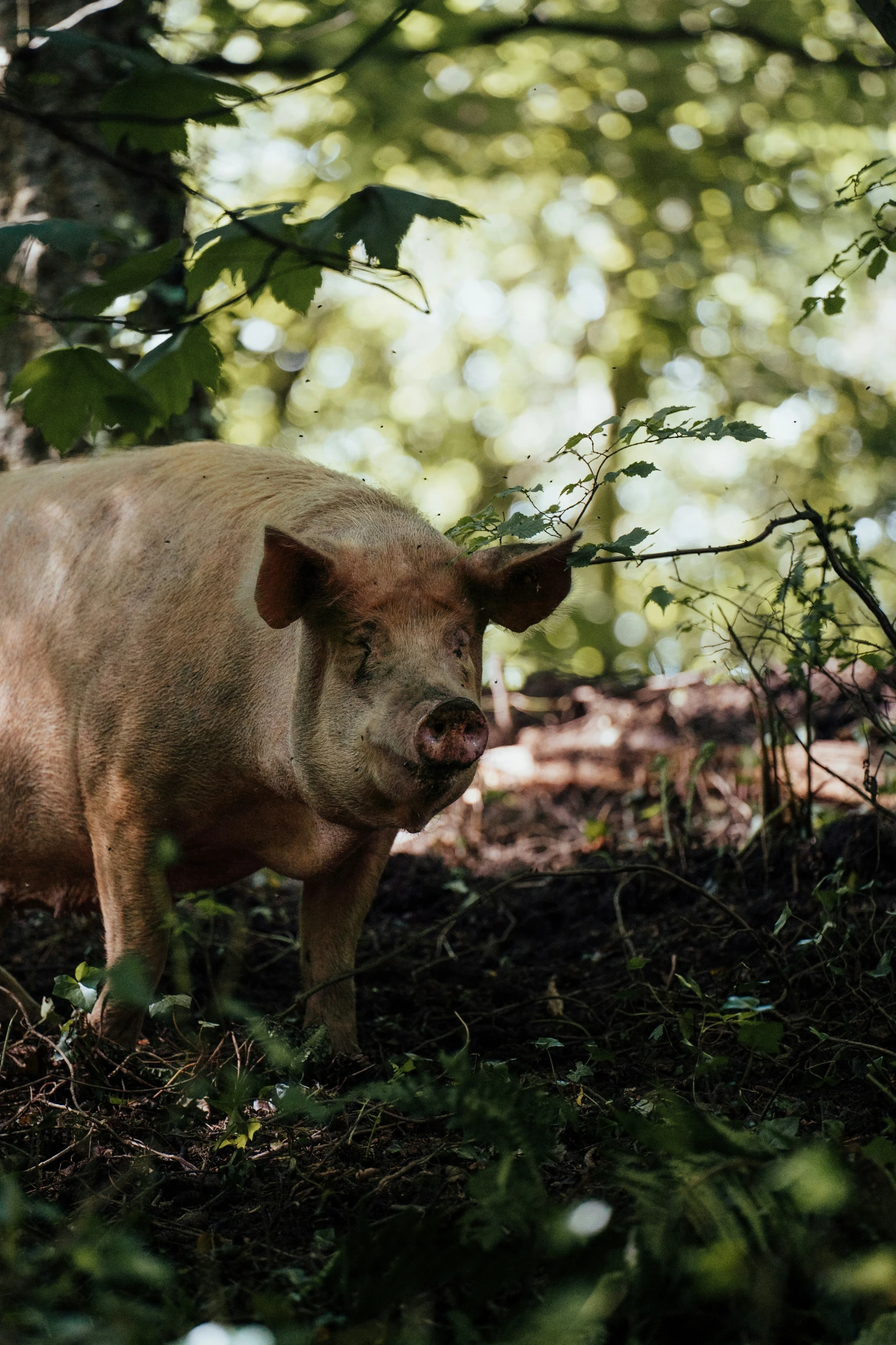 a wild boar is standing in the grass next to a tree