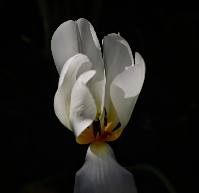 two white and yellow flowers are shown on a black background