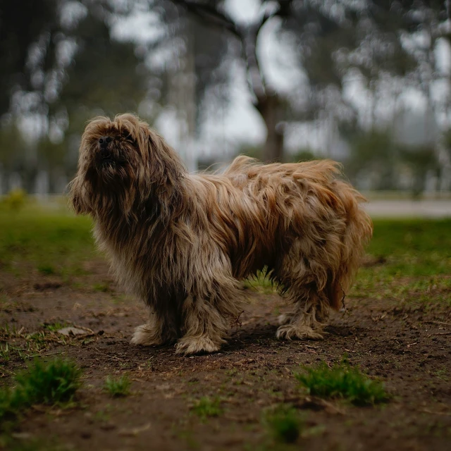 a very gy dog walking in the dirt near a tree