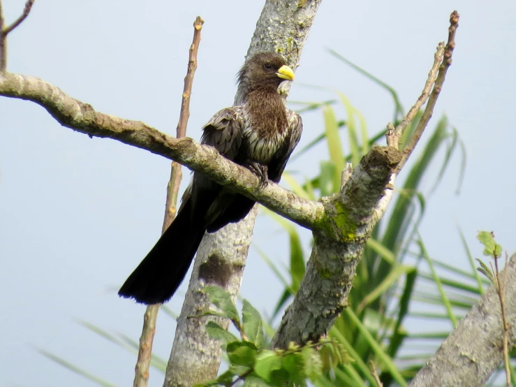 a brown bird sitting on top of a nch