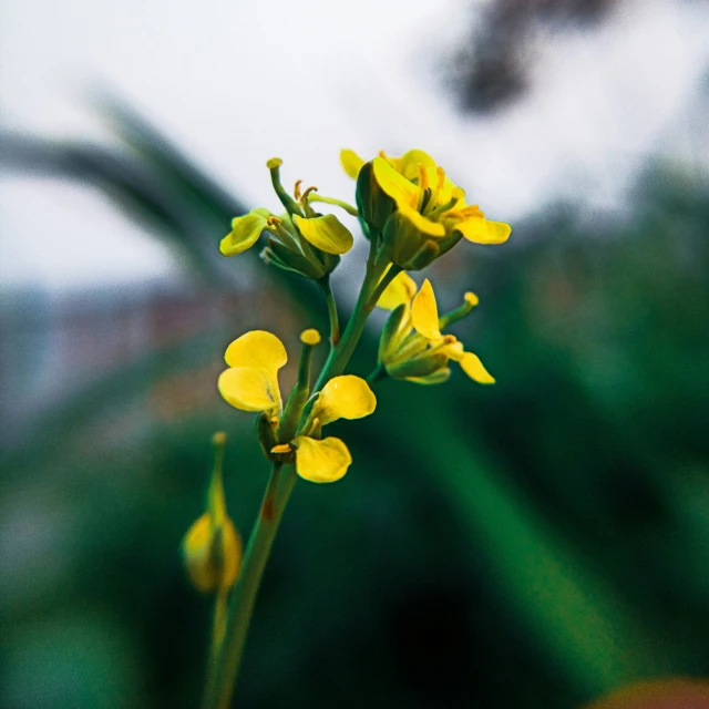 a flower with yellow petals in front of blurry background