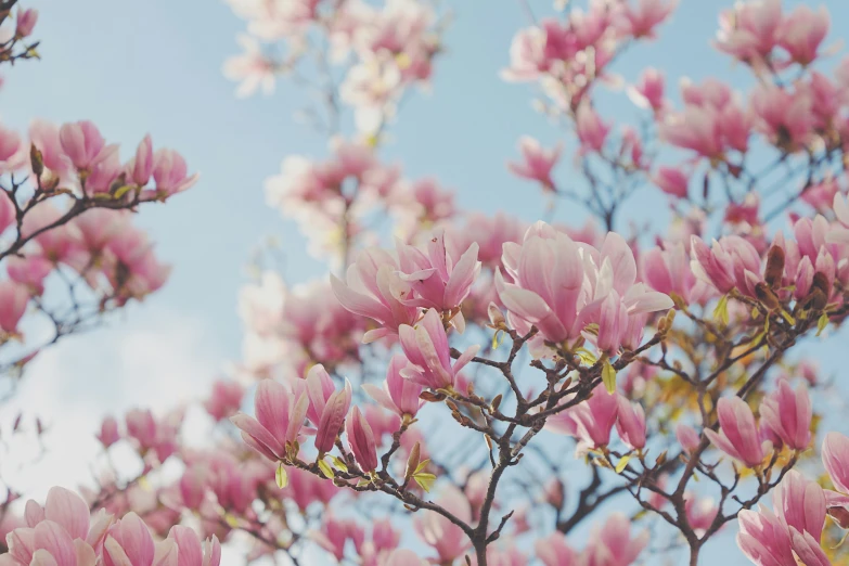 a tree that has many pink flowers on it