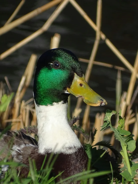 a duck with yellow beak sits near a body of water