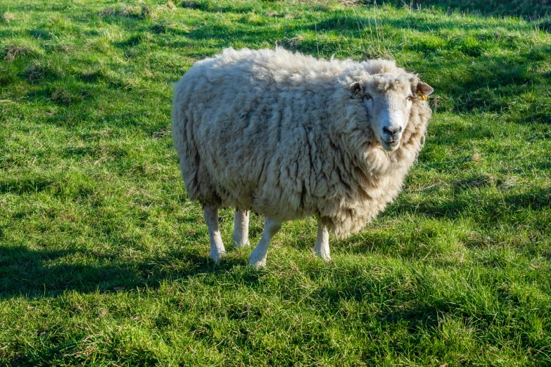 a gy sheep standing in a field next to a fence