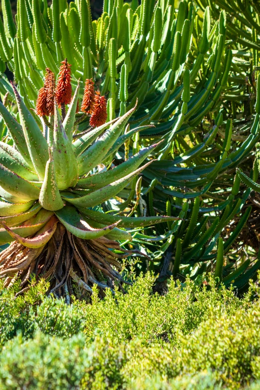 a plant on the ground among some green plants