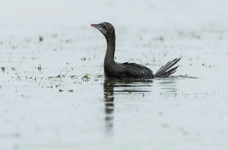 a black bird floating on top of a lake