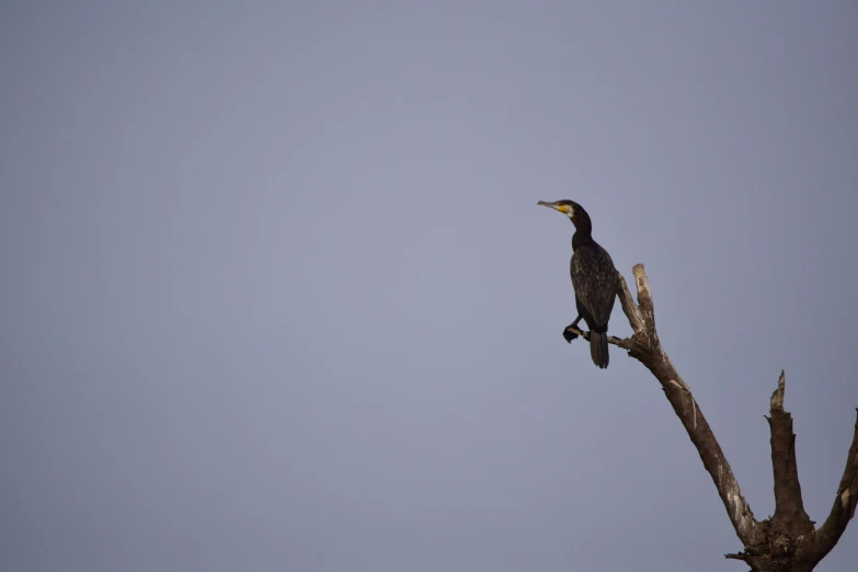 a black bird sitting on top of a tree