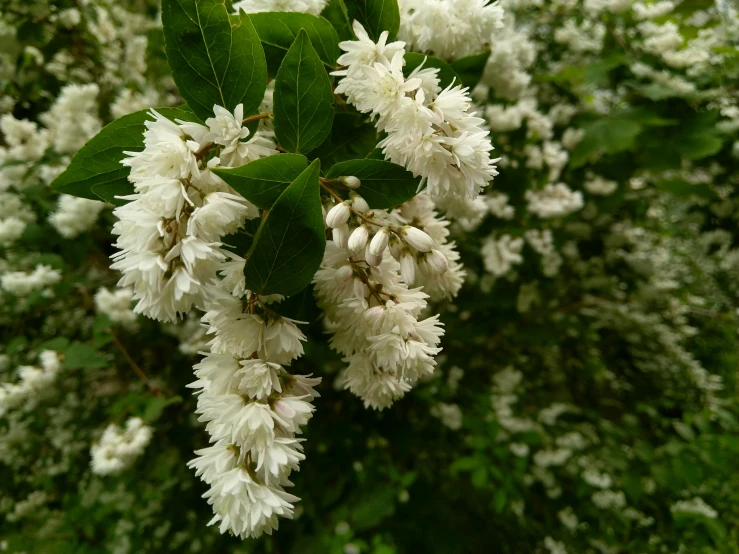 many white flowers on a small bush