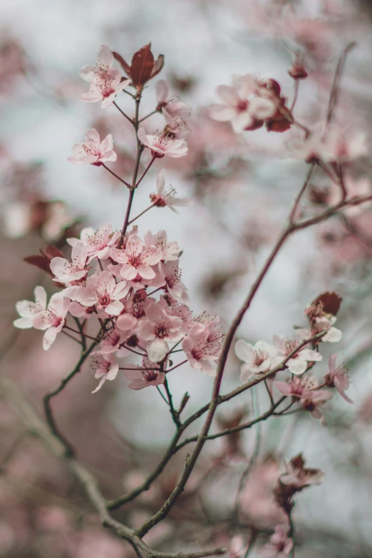 a pink flower growing out of the side of a tree