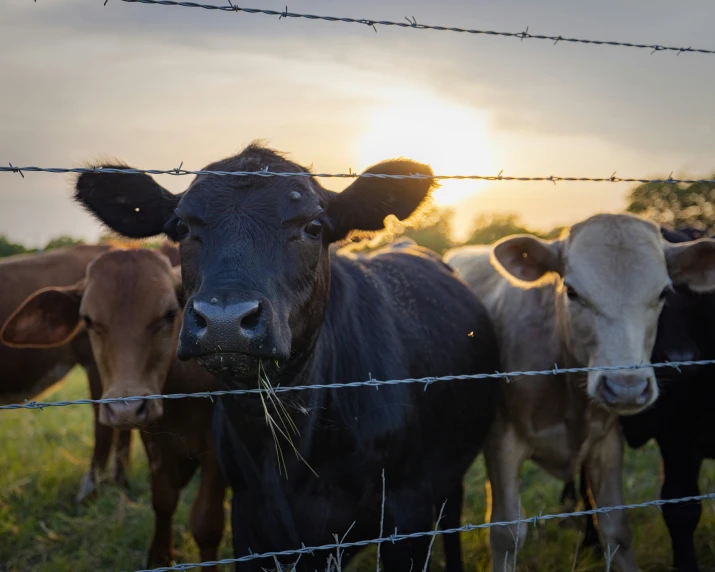 there are many cows behind a barbed wire fence