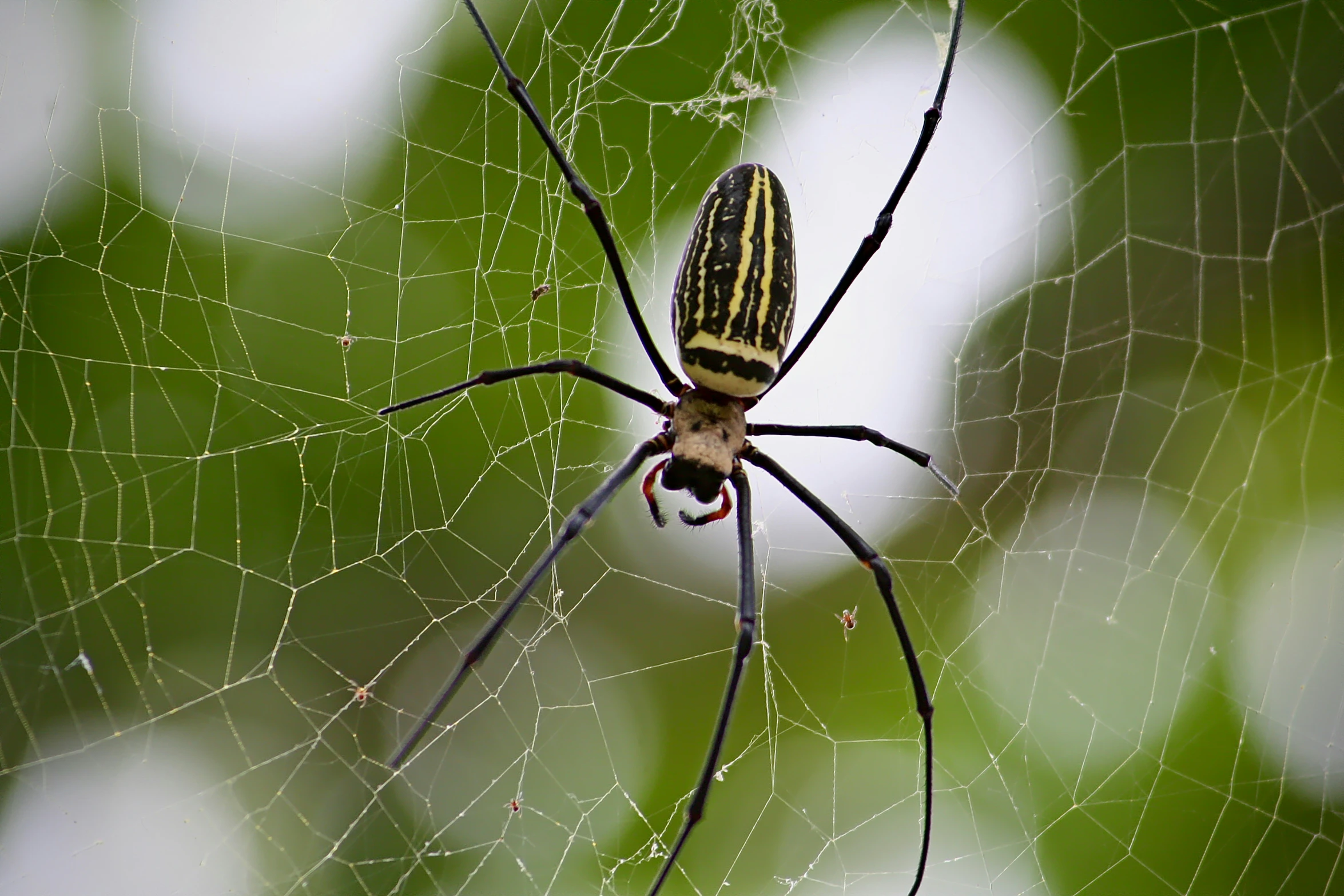 a large spider standing in its web net