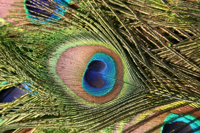 the colorful feathers of a peacock feather