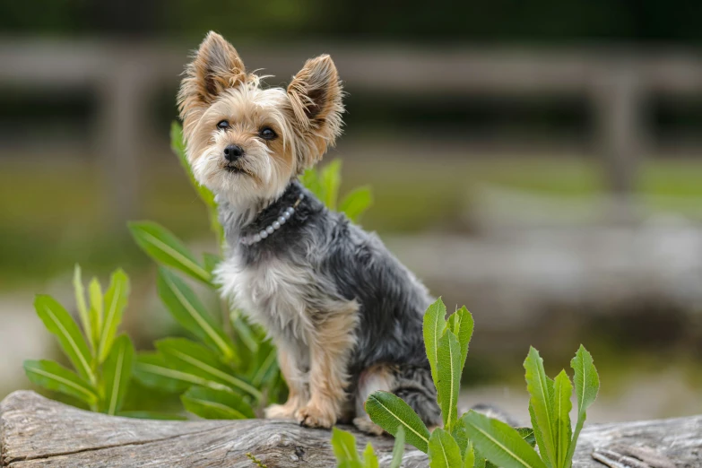 the small dog is wearing a collar and stands on a log