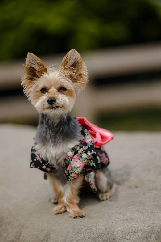 a little cute dog wearing a pink and black dress