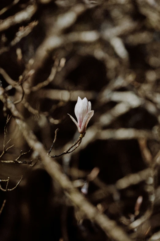 a single flower is growing through nches in the woods