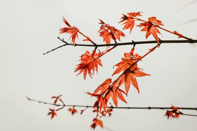 red leaves against a white background with room for text