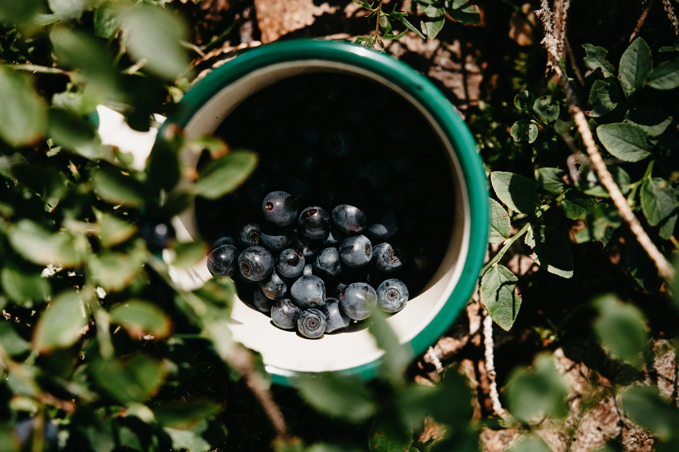 the blueberries have fallen out of the bucket