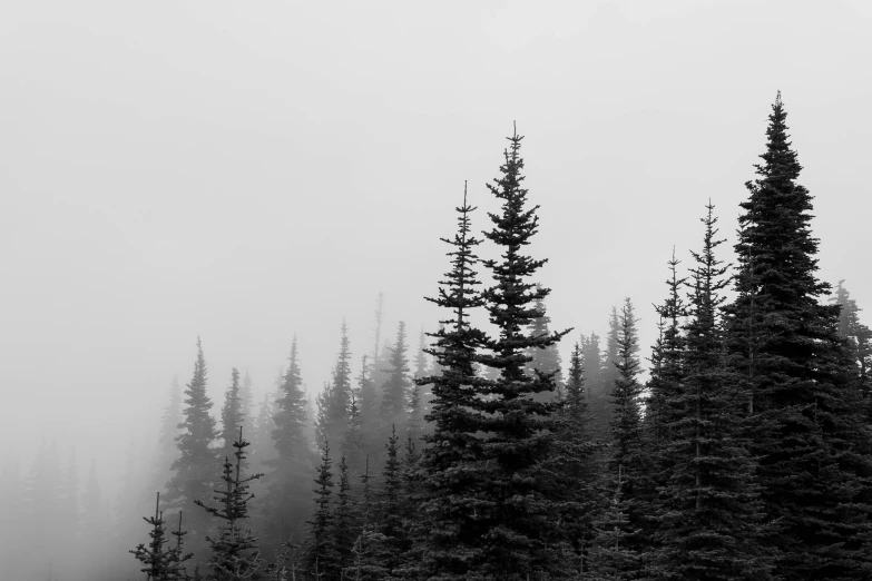 a plane flying above the trees during a foggy day