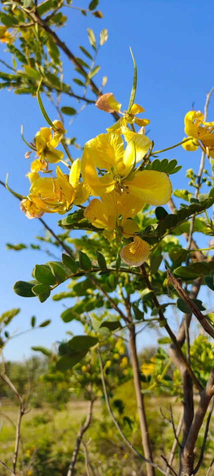 the flowers and leaves of a tree against a blue sky