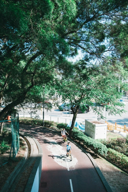 two bicyclists in a street between trees