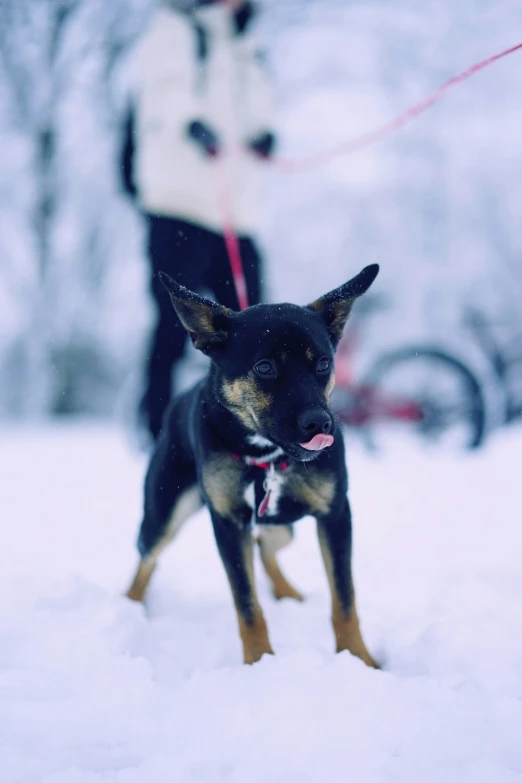 a dog in the snow on a leash, while person with a leash on the side watches