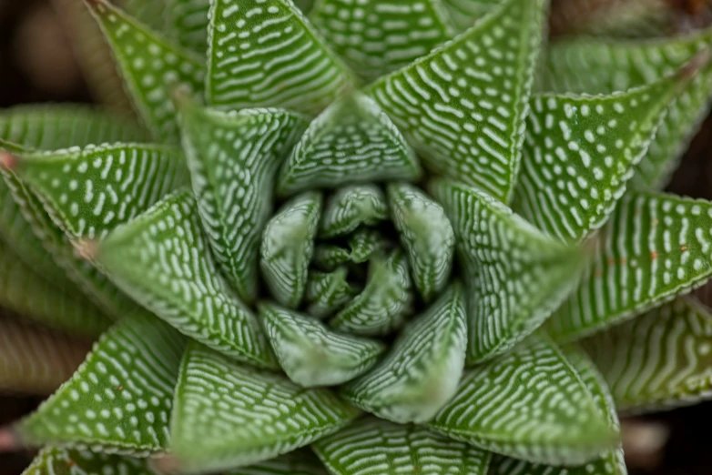 an arrangement of green plants is shown from the top