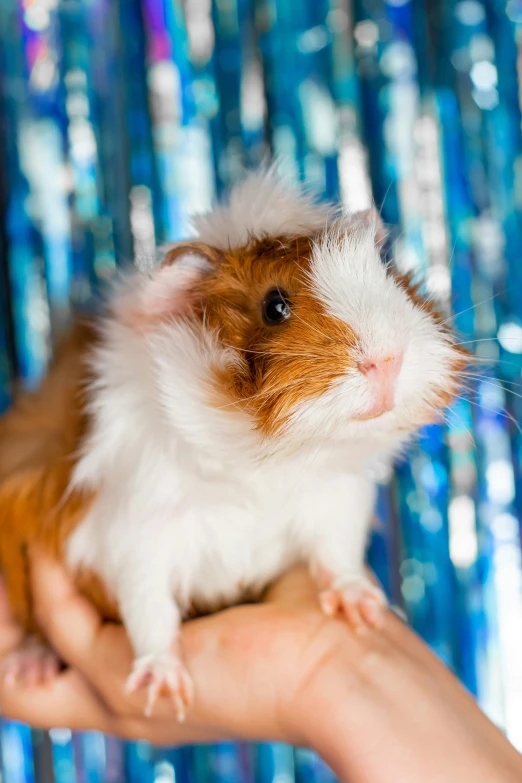 a hamster sitting on its hind legs in a persons hand