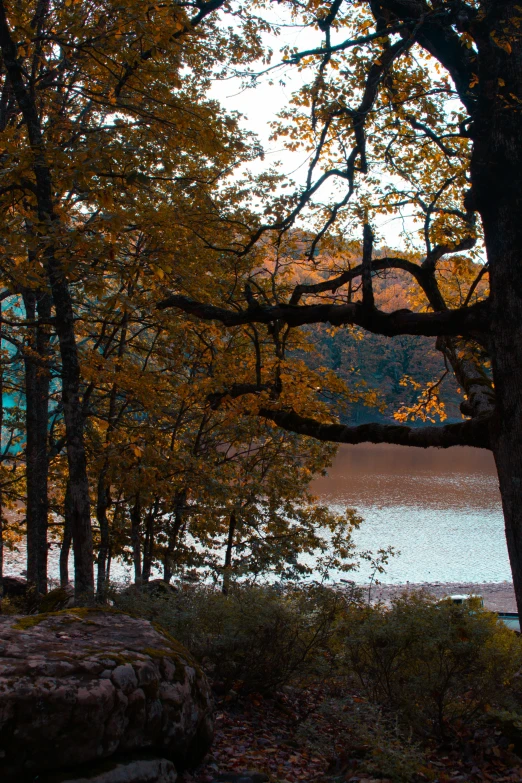 a water view with trees and some rocks