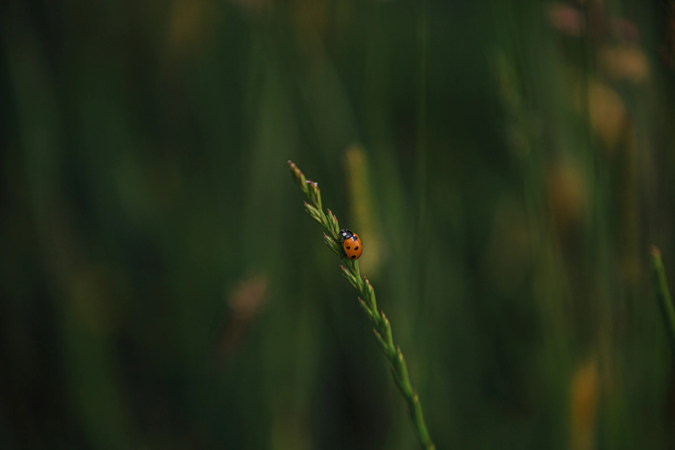 an insect is resting on a twig in the grass