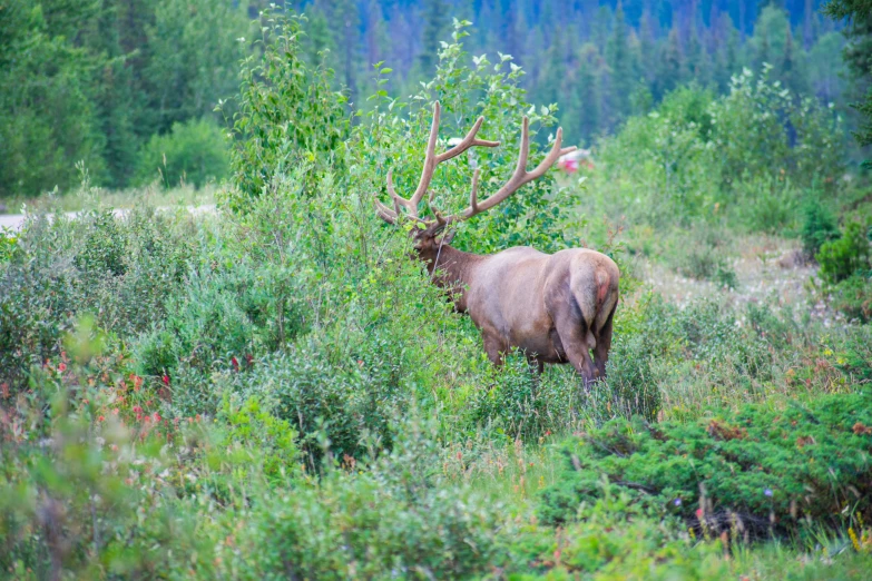 an elk walking through some tall grass and plants