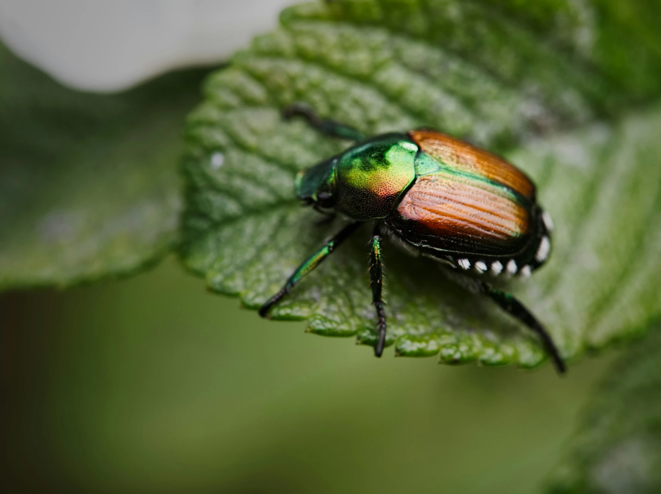 a red and green beetle on top of a leaf