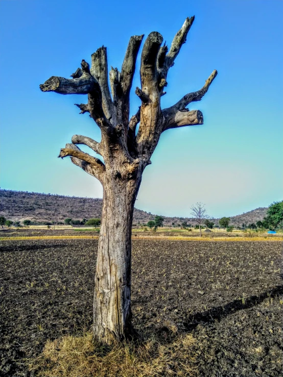 a dead tree in the middle of a field