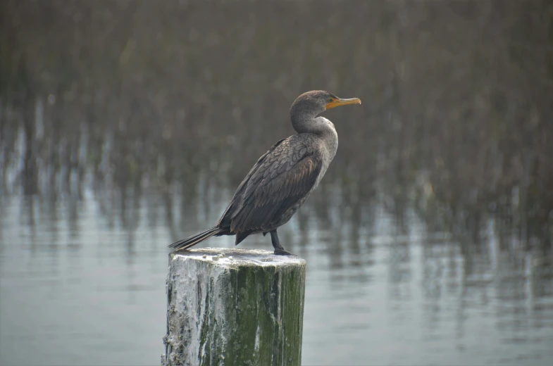 a bird perched on top of a wooden post next to water
