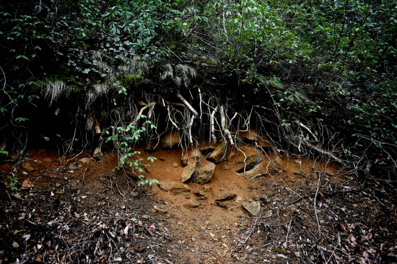 a dirt path near some trees and leaves