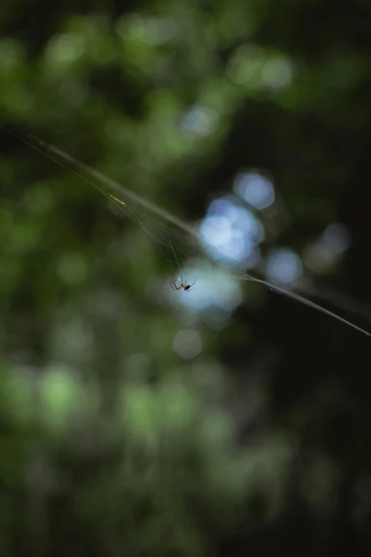 a spider on the side of a web