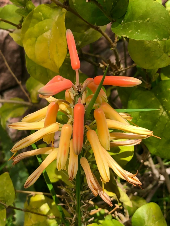 the orange flower is still blooming on the tree