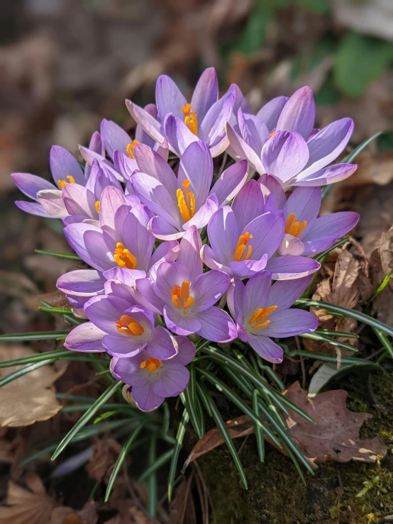 small purple flowers that are growing on a stump