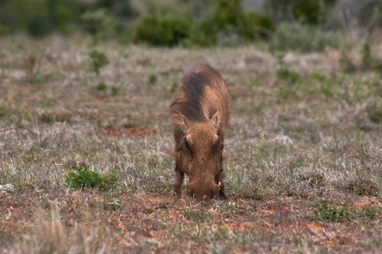 a small, skinny wild boar eating grass in a field