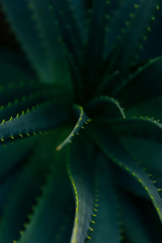 close up pograph of a green plant with small white dots