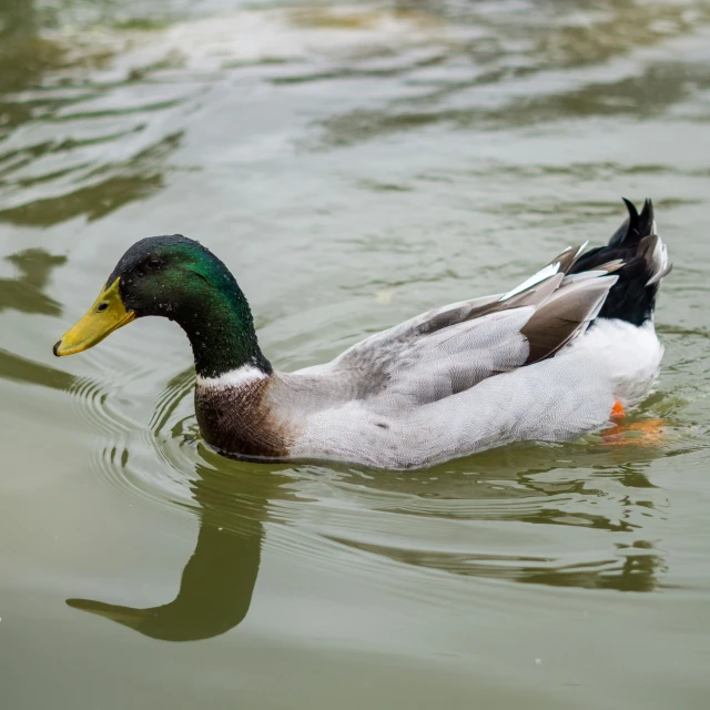 a duck with black spots is swimming on the water