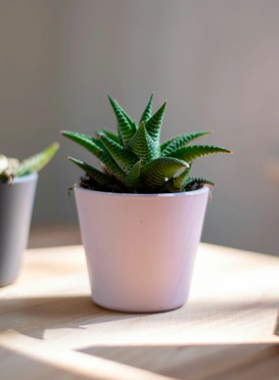 two small potted plants are sitting on a table