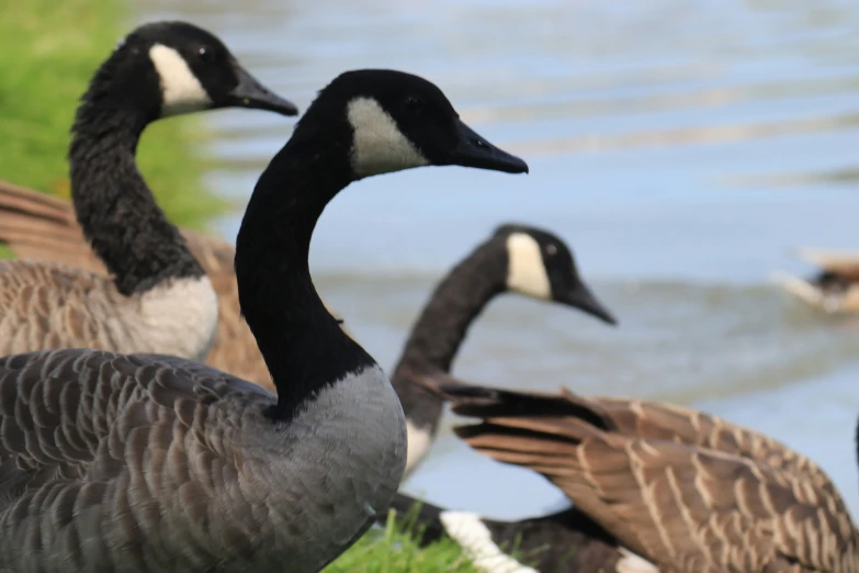 some very cute geese near a lake