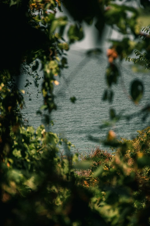 a single plane sitting on top of the water near some trees